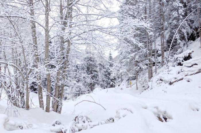 Schnee