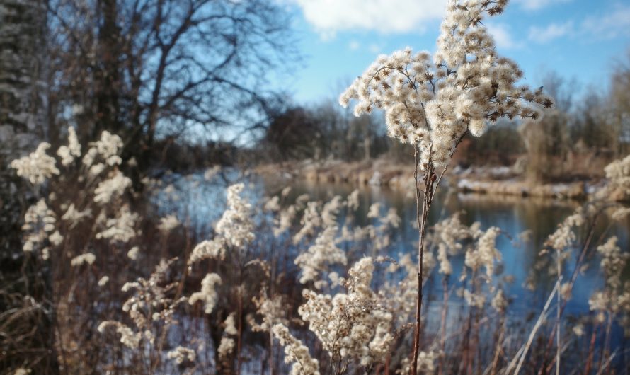 Winterwanderung von Hallbergmoos (S) nach Lohhof (S)