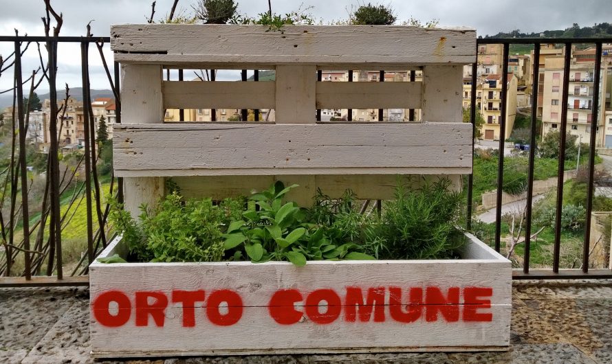 Orto comune