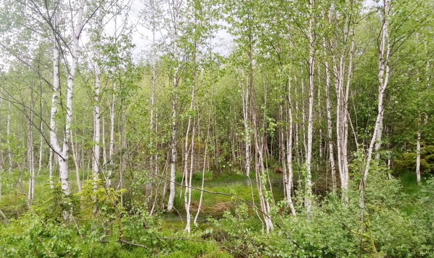 Zwischen Birken und Espen